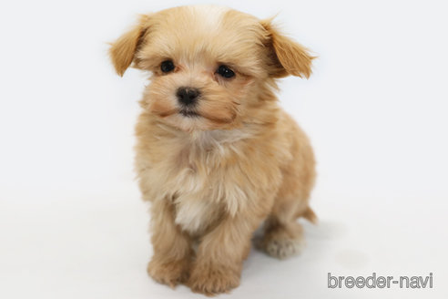 成約済の神奈川県のミックス犬-348760